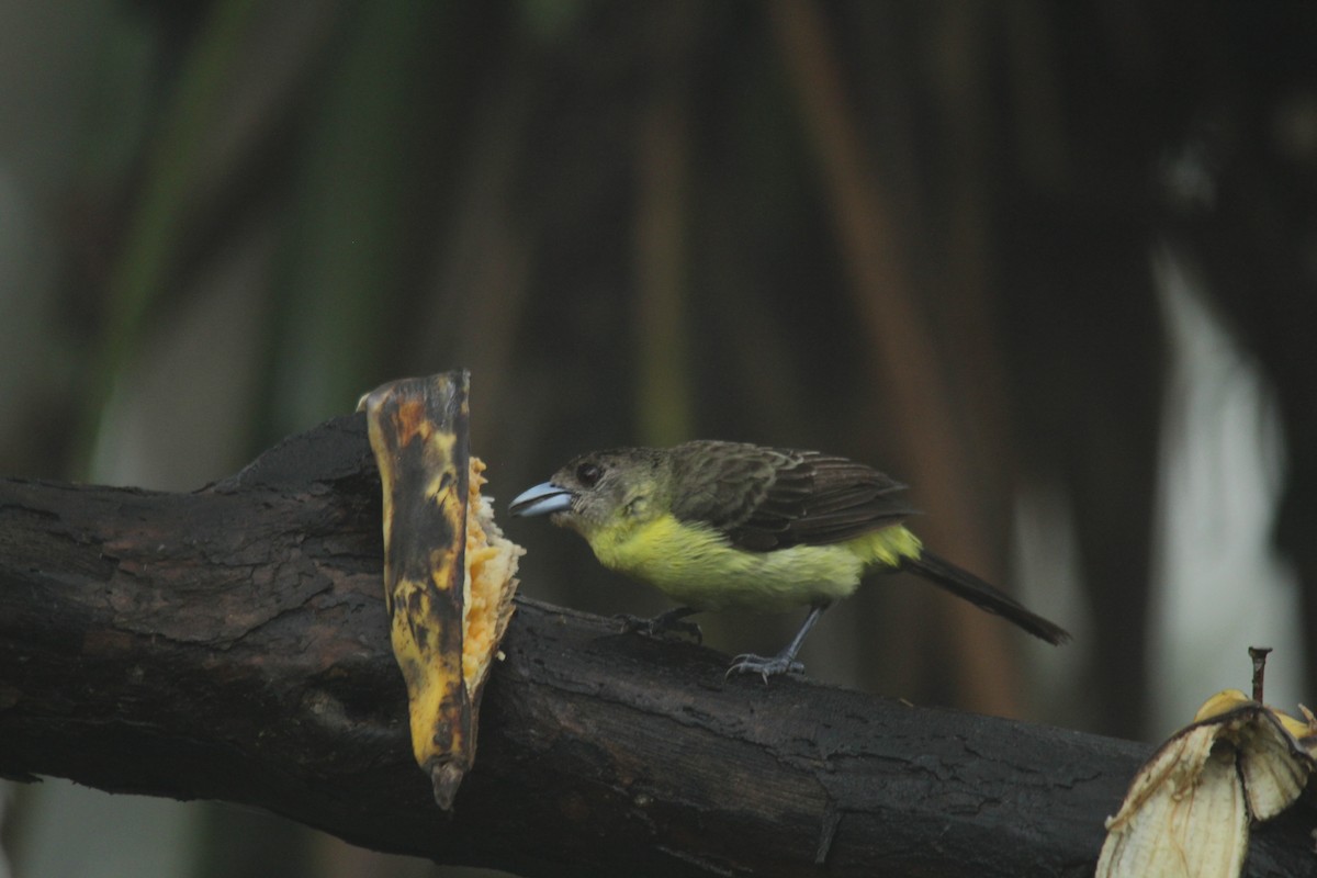 Flame-rumped Tanager - ML143874111