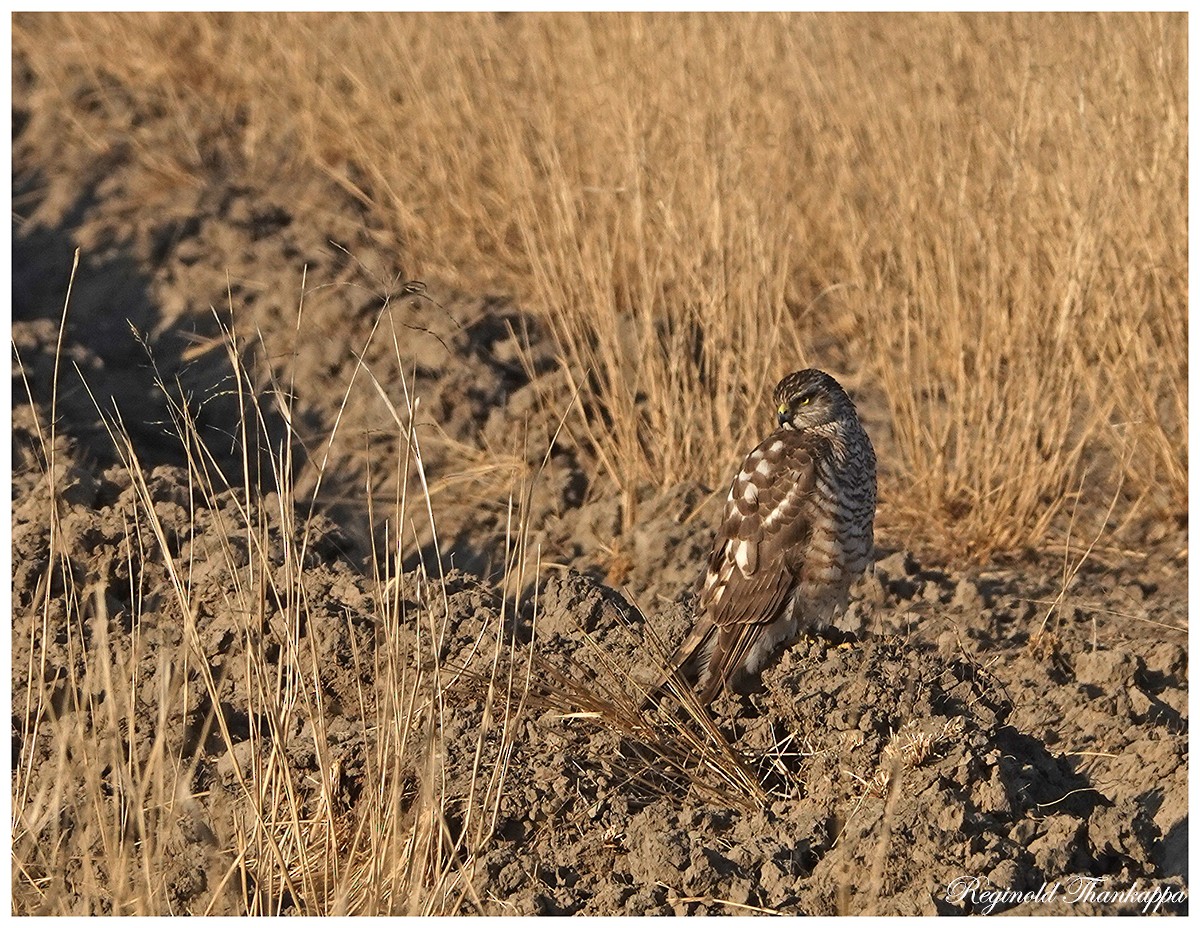 Eurasian Sparrowhawk - Reginold Thankappa