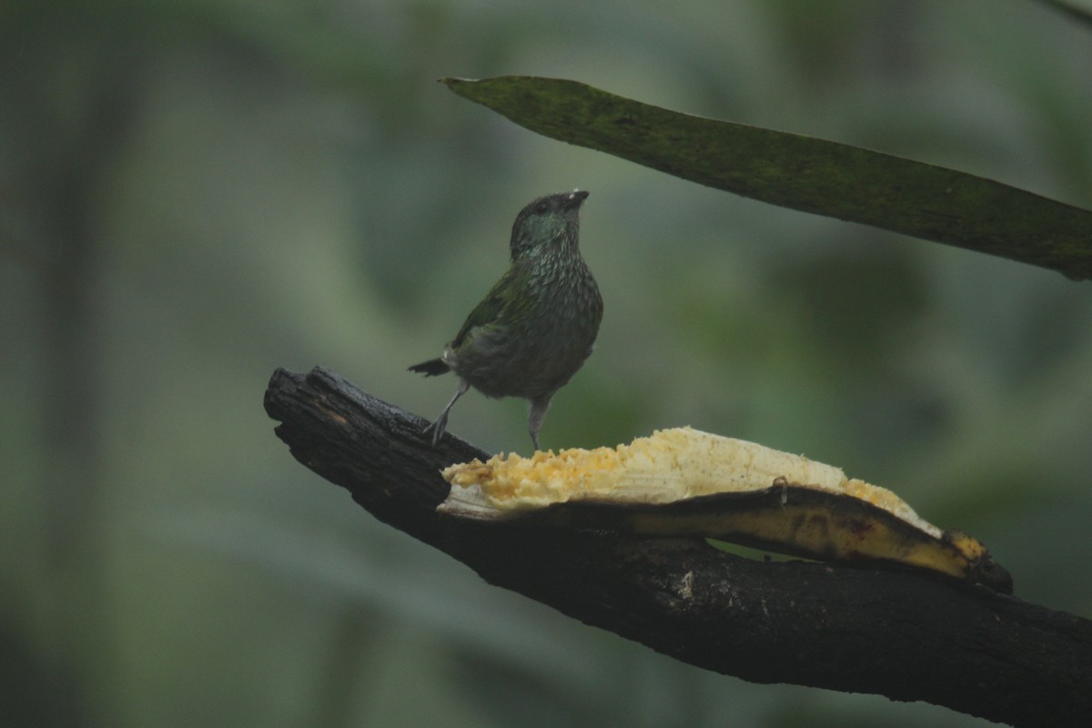 Black-capped Tanager - ML143875381