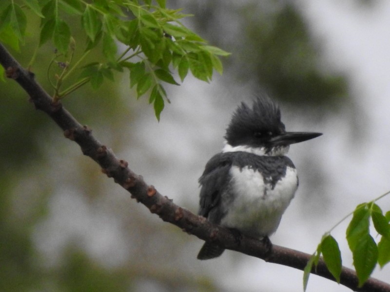 Belted Kingfisher - Kathy Duncan