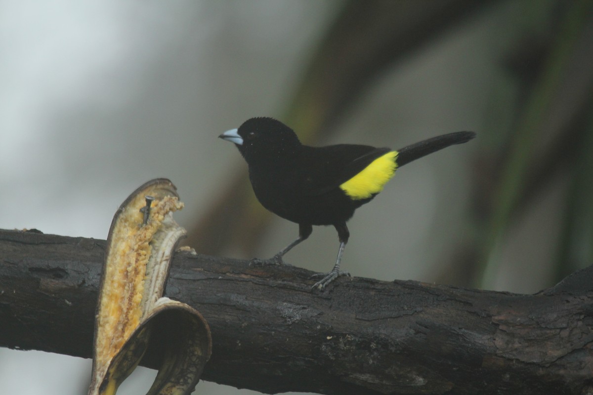 Flame-rumped Tanager - ML143875461