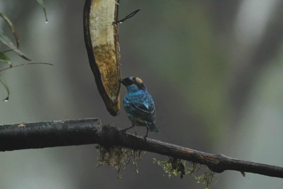 Golden-naped Tanager - ML143875721