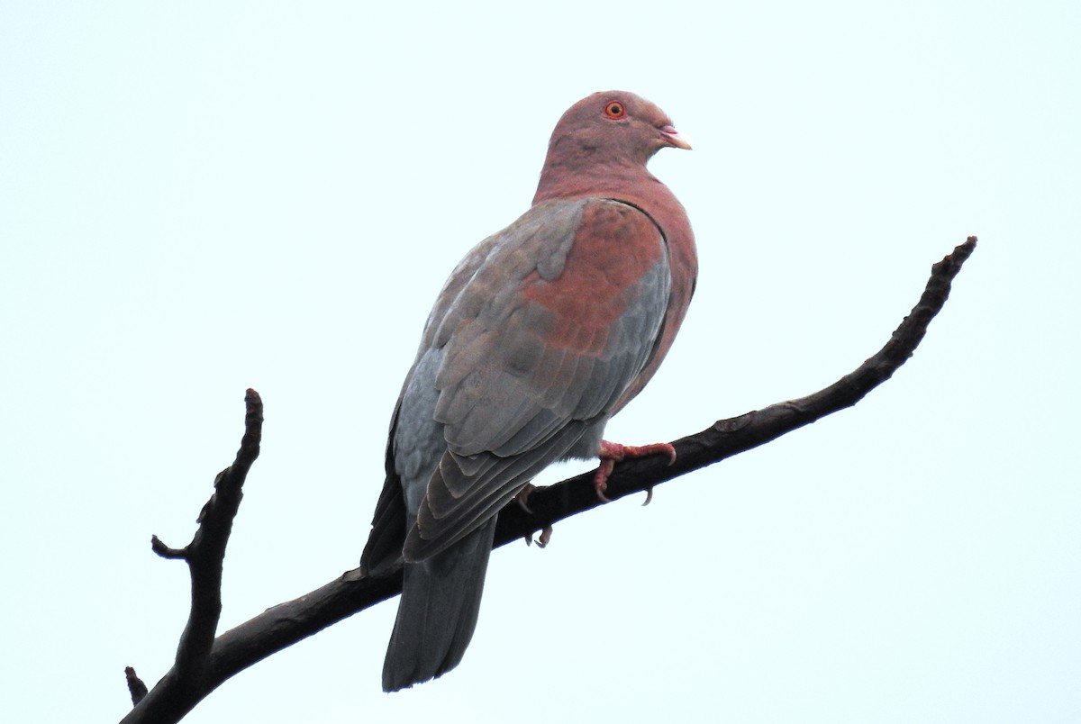 Red-billed Pigeon - Jon Iratzagorria Garay