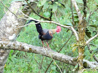 Gray Junglefowl, ML143876041