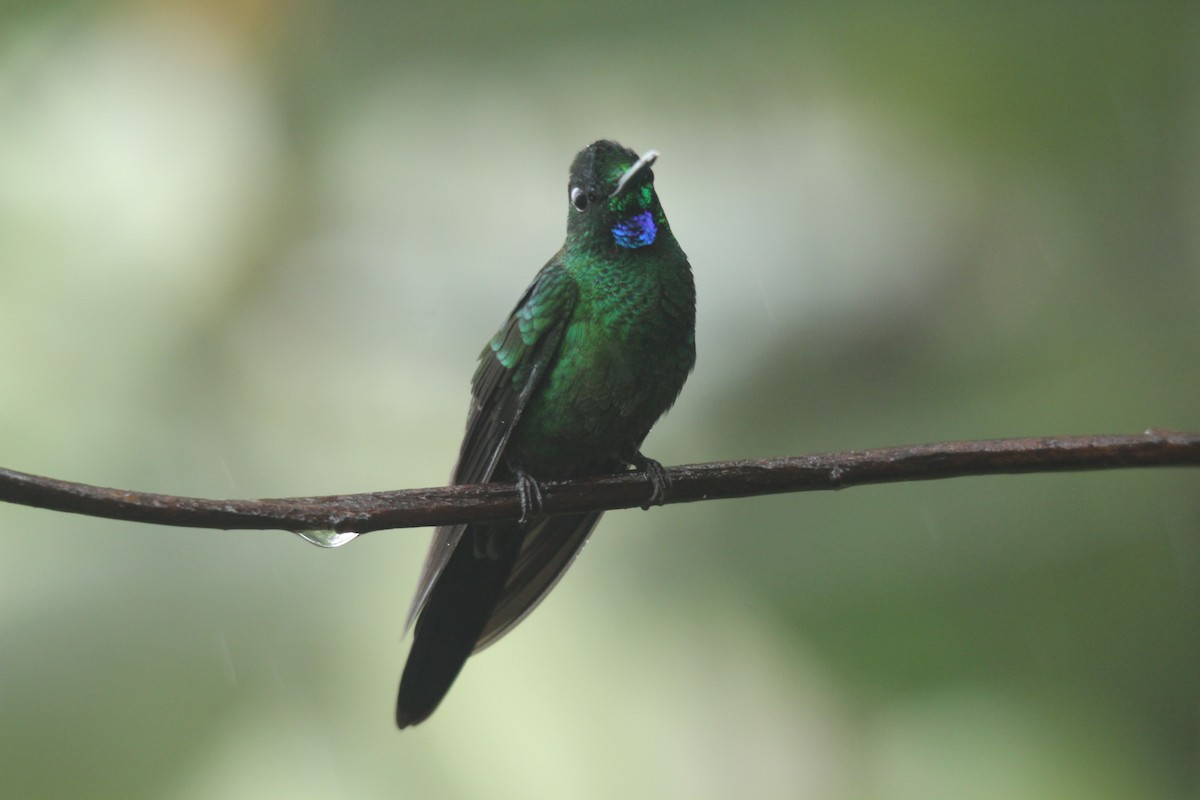 Green-crowned Brilliant - ML143876561