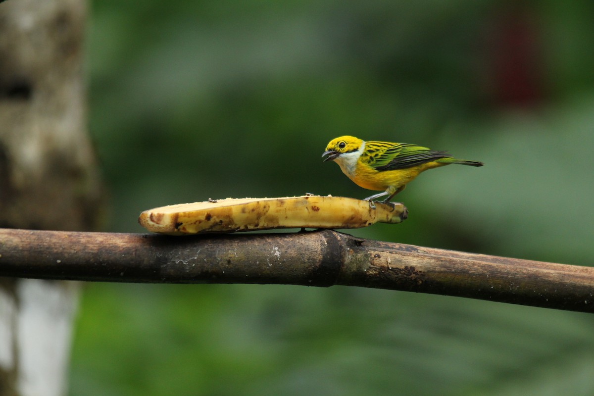 Silver-throated Tanager - ML143877301