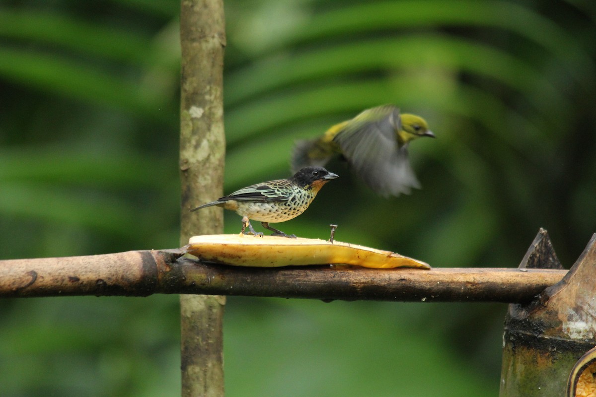 Rufous-throated Tanager - ML143877561