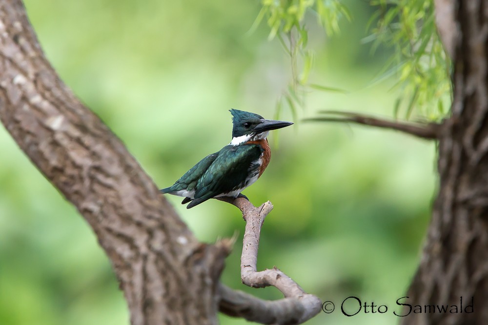 Amazon Kingfisher - Otto Samwald