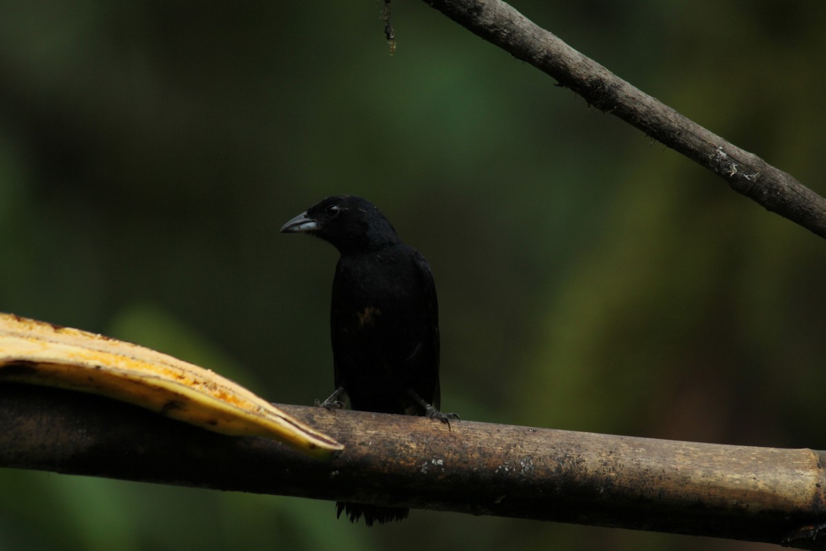 White-lined Tanager - ML143878131