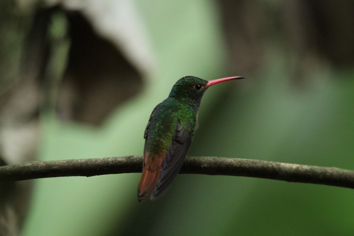 Rufous-tailed Hummingbird - carlos vasquez