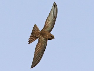 Cape Verde Swift - Apus alexandri - Birds of the World