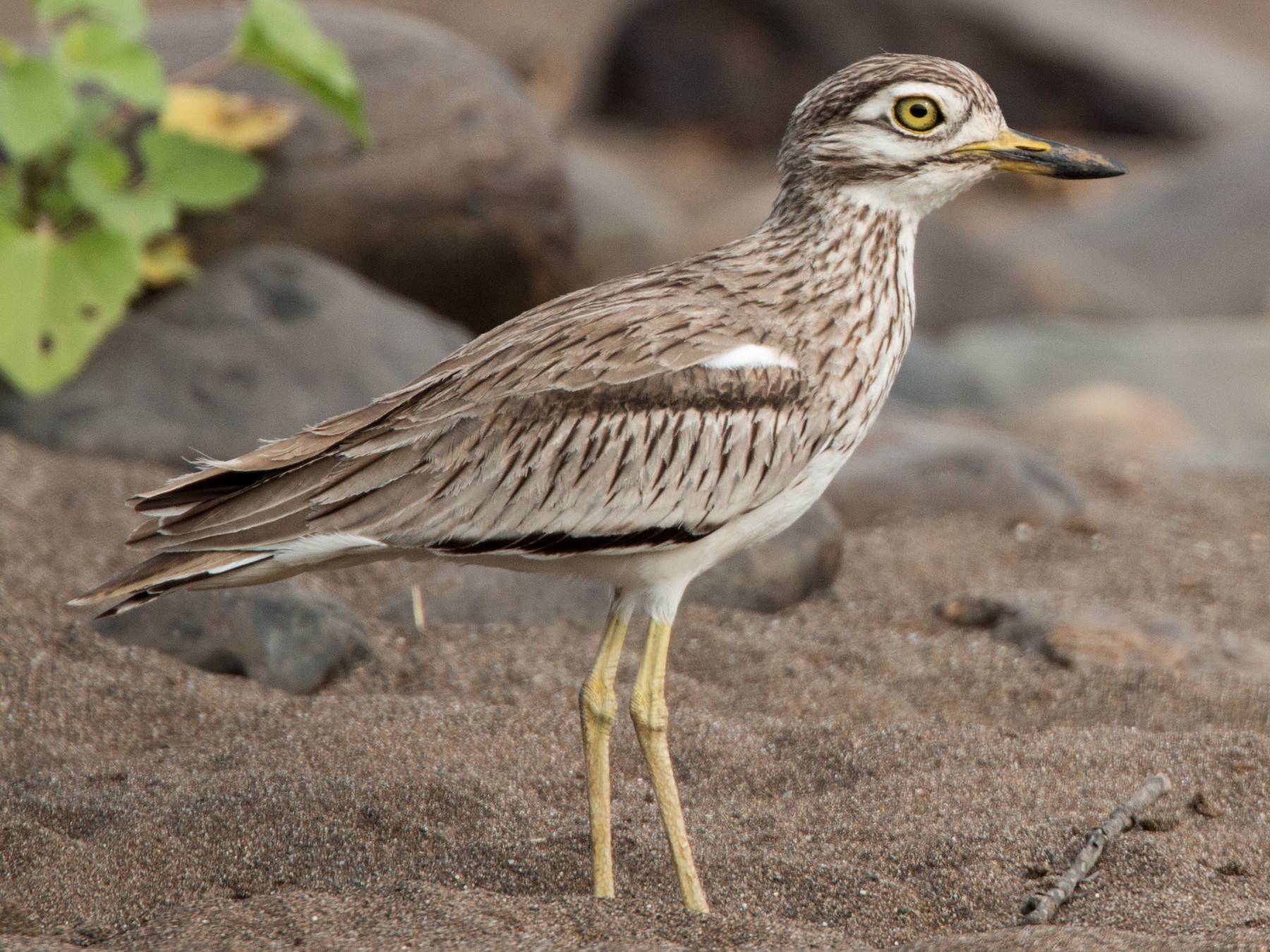 Senegal Thick-knee - Ian Davies