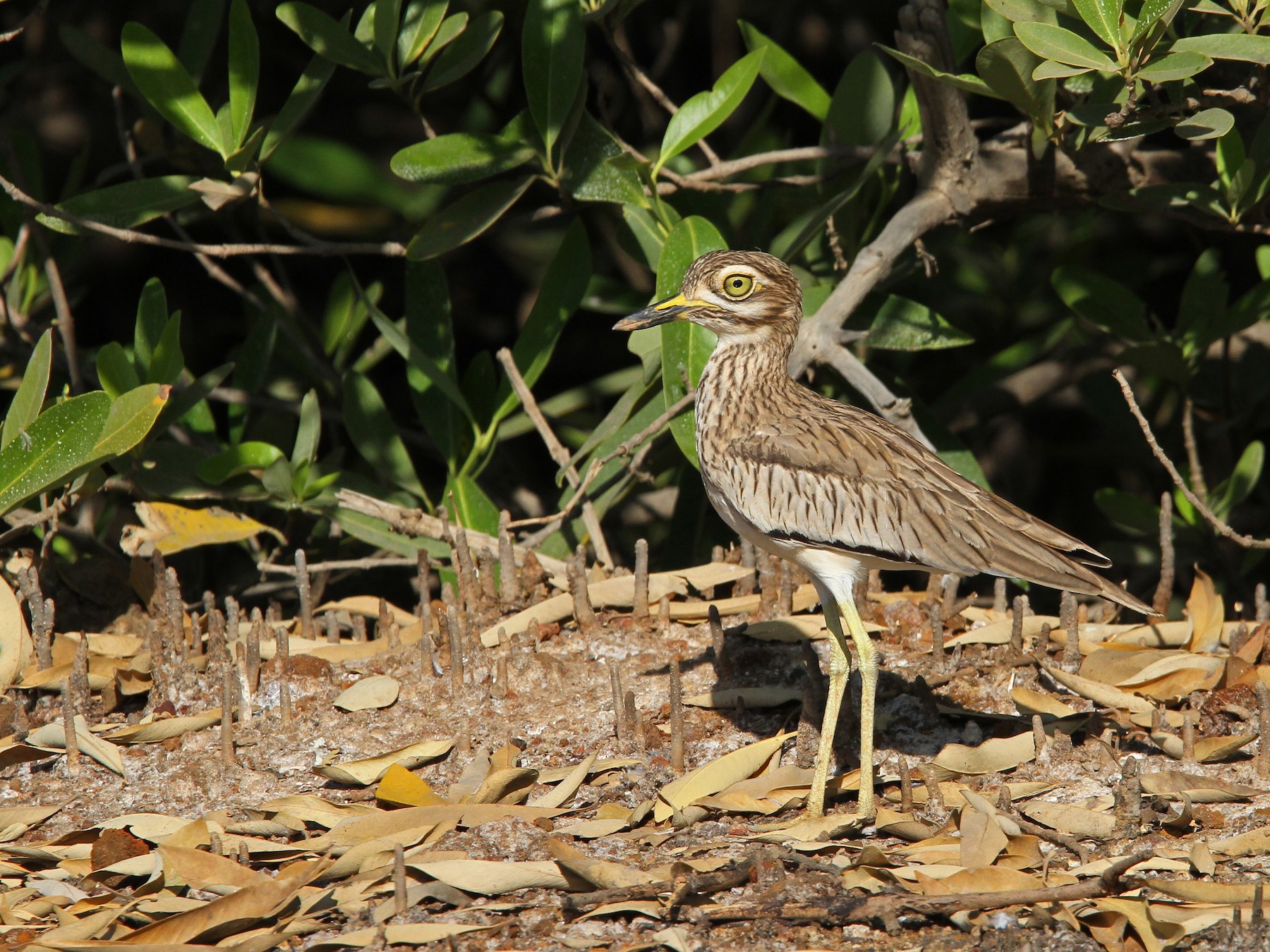 Senegal Thick-knee - eBird