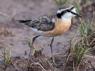  - Kittlitz's Plover