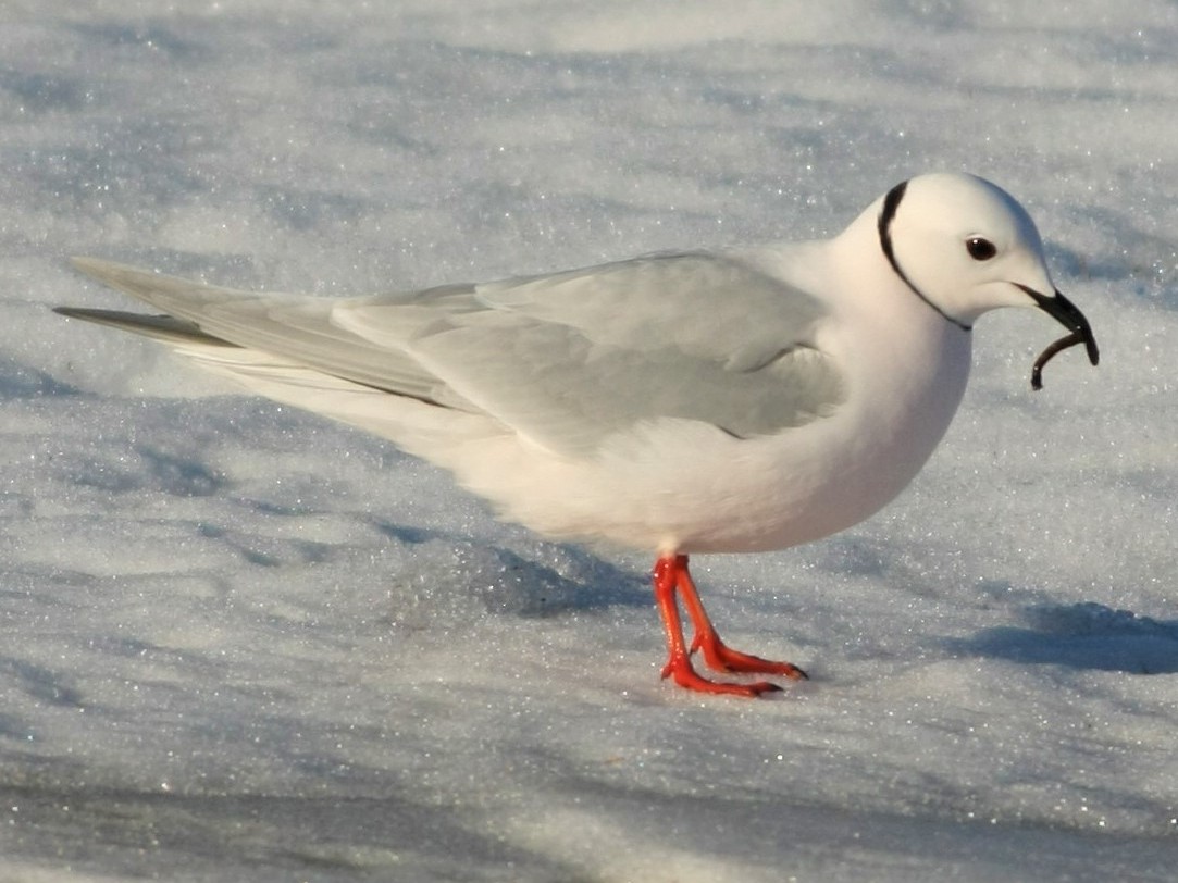 Ross's Gull - eBird