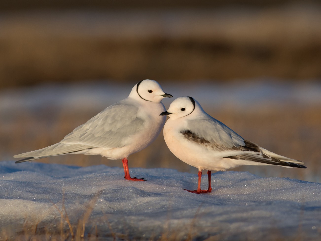 Ross's Gull - Tom Johnson