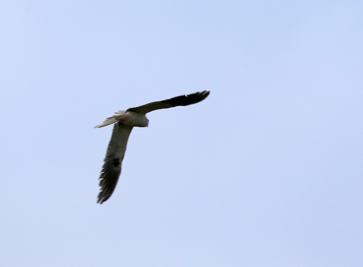 White-tailed Kite - Jim DeWitt