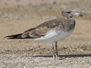 ススケカモメ - eBird