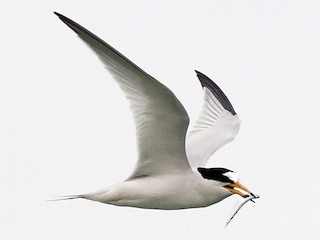  - Saunders's Tern