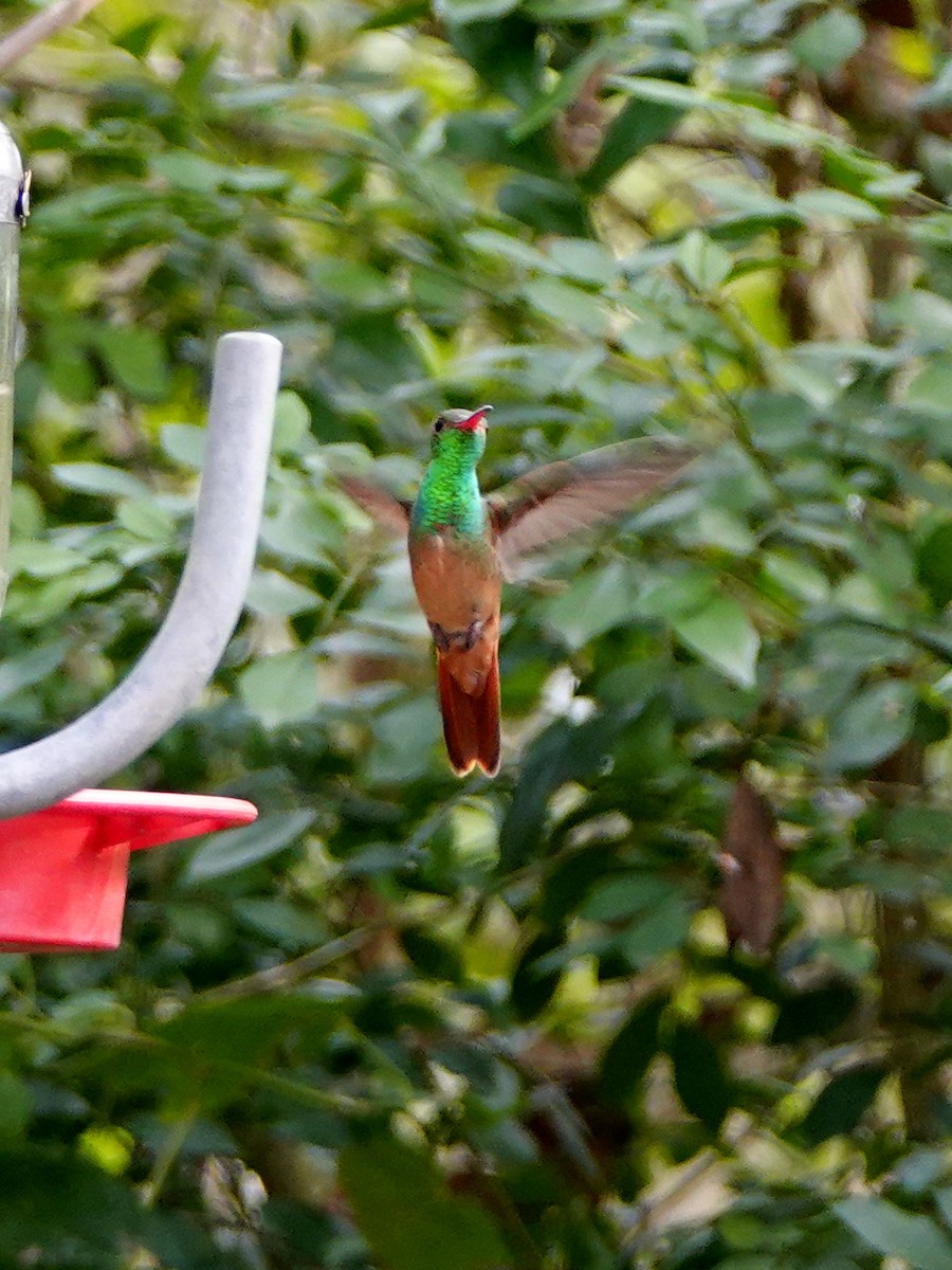 kolibřík yukatanský - ML143889581