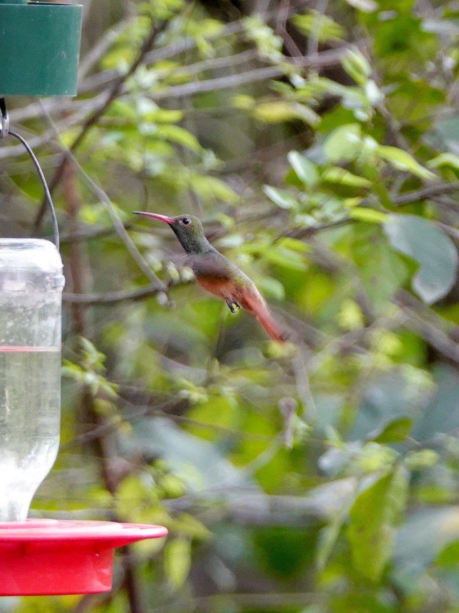 Buff-bellied Hummingbird - ML143889601