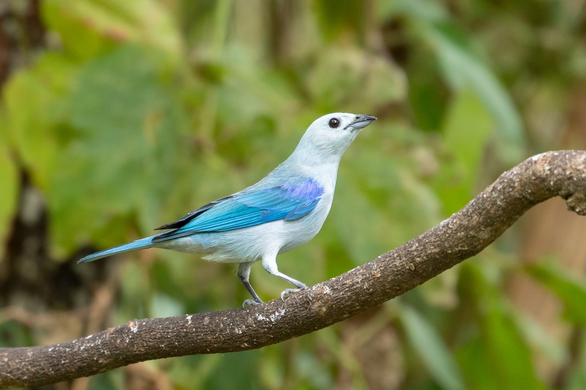 Blue-gray Tanager - Louis Bevier