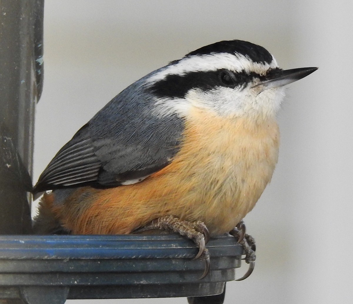 Red-breasted Nuthatch - John Harris