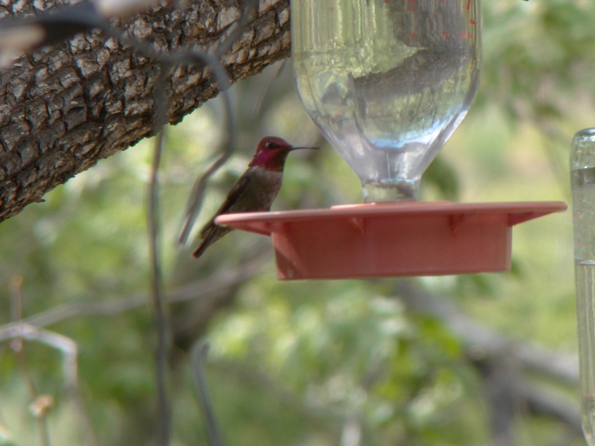 Anna's Hummingbird - ML143893221