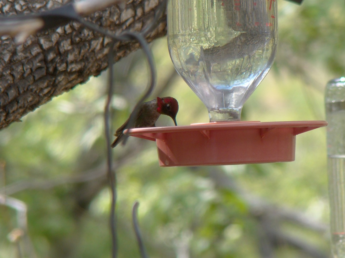 Anna's Hummingbird - ML143893251