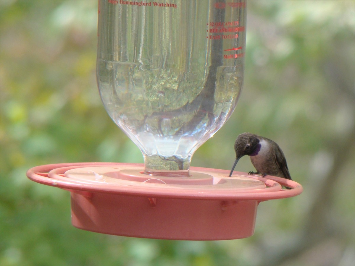 Black-chinned Hummingbird - ML143893331