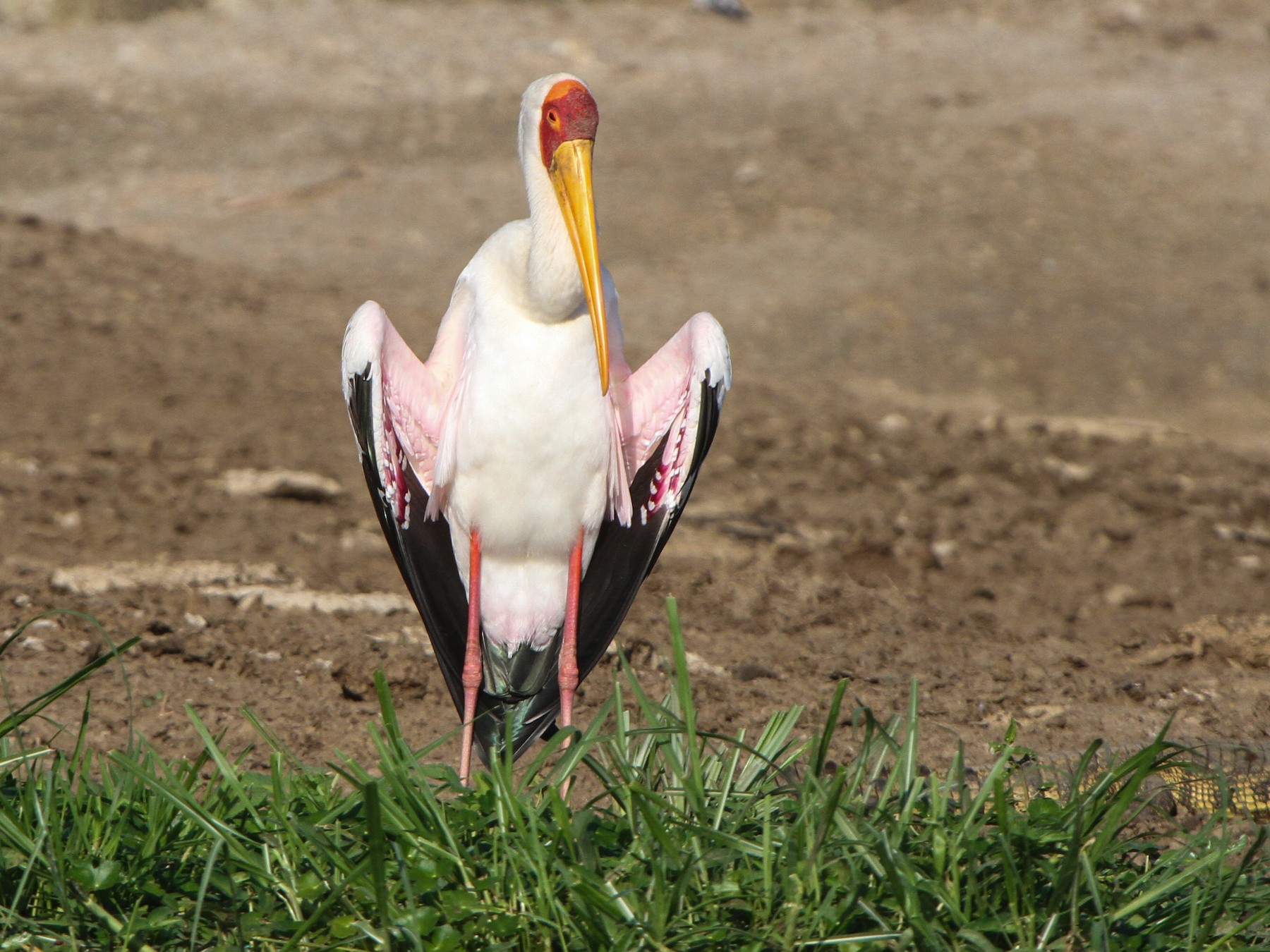 Yellow-billed Stork - Pam Rasmussen