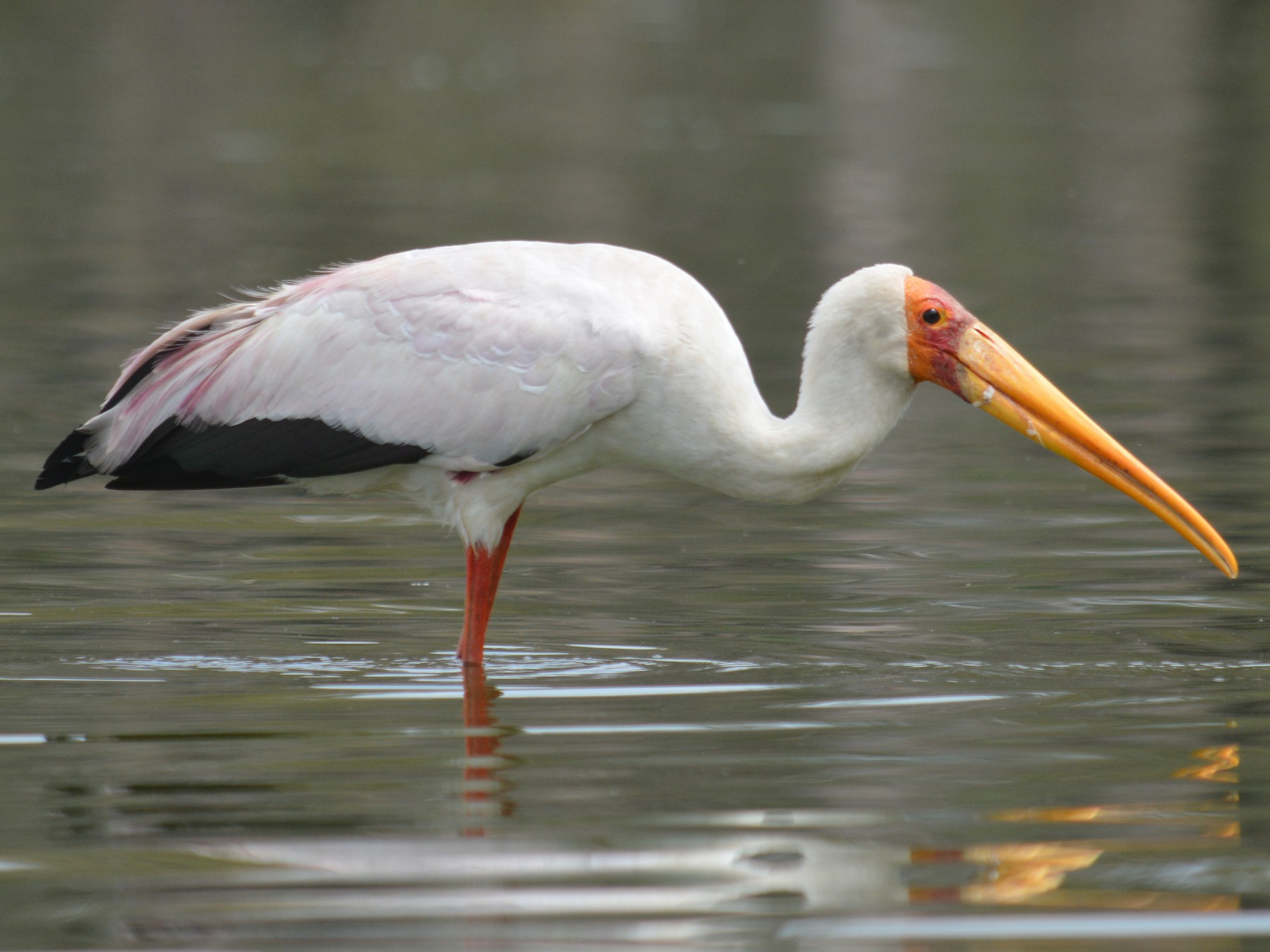 Yellow-billed Stork - Bart Scott