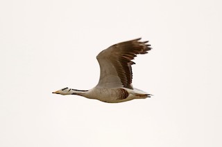 Bar-headed Goose, ML143895211