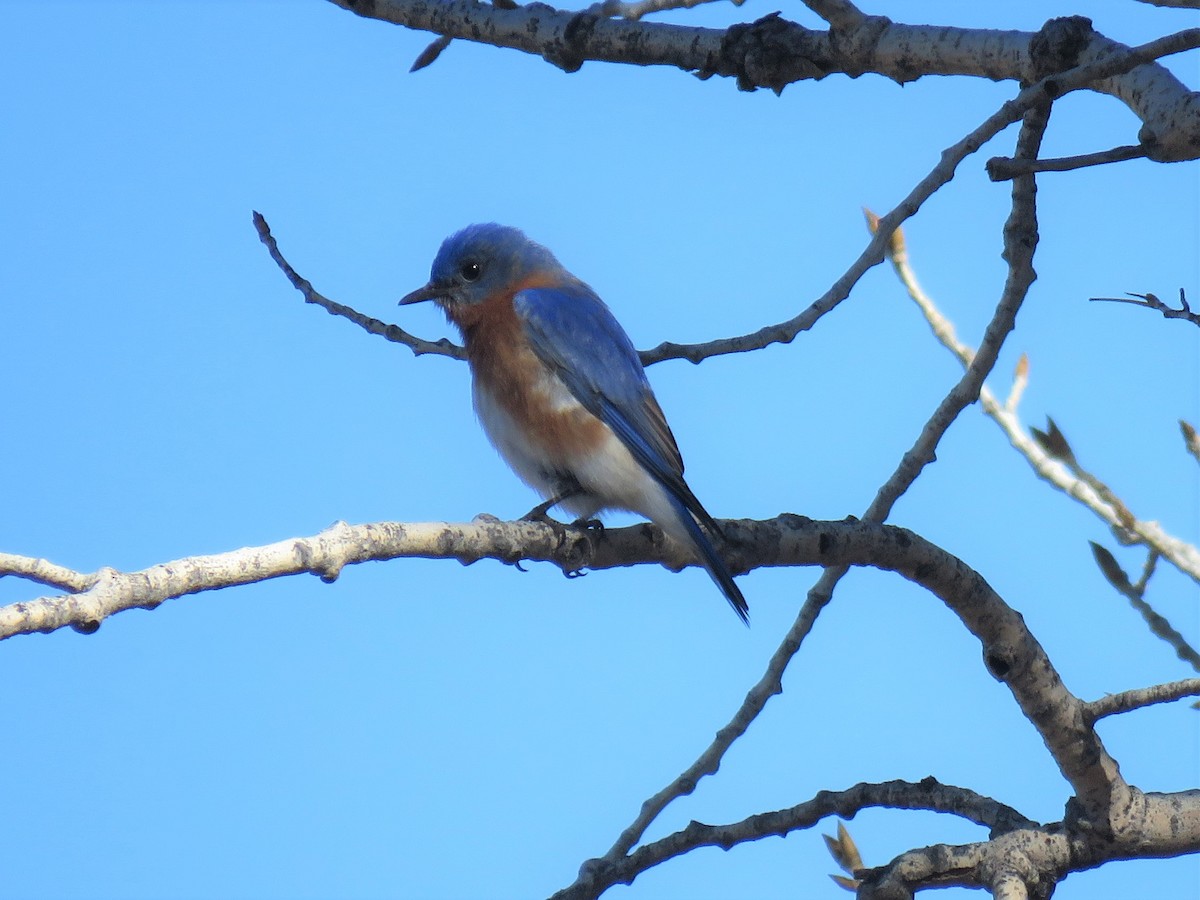 Eastern Bluebird - Robin Gurule