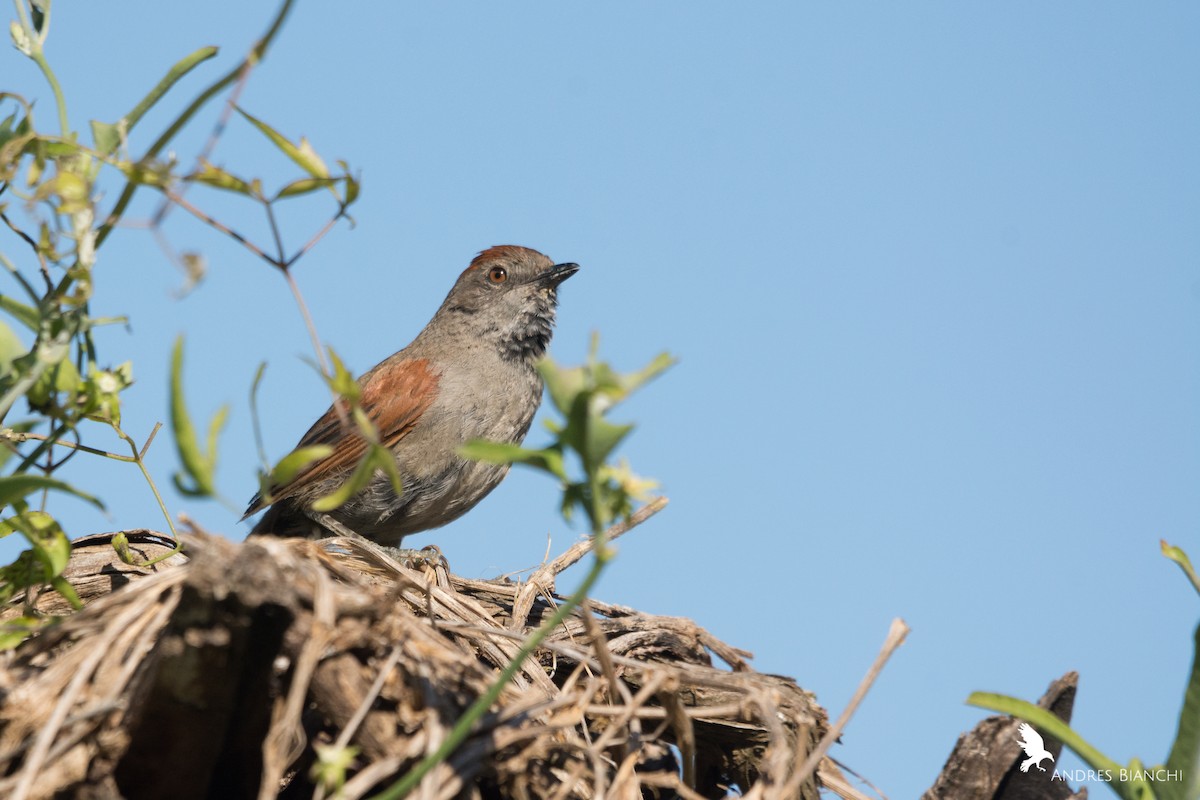 Sooty-fronted Spinetail - Andres Bianchi