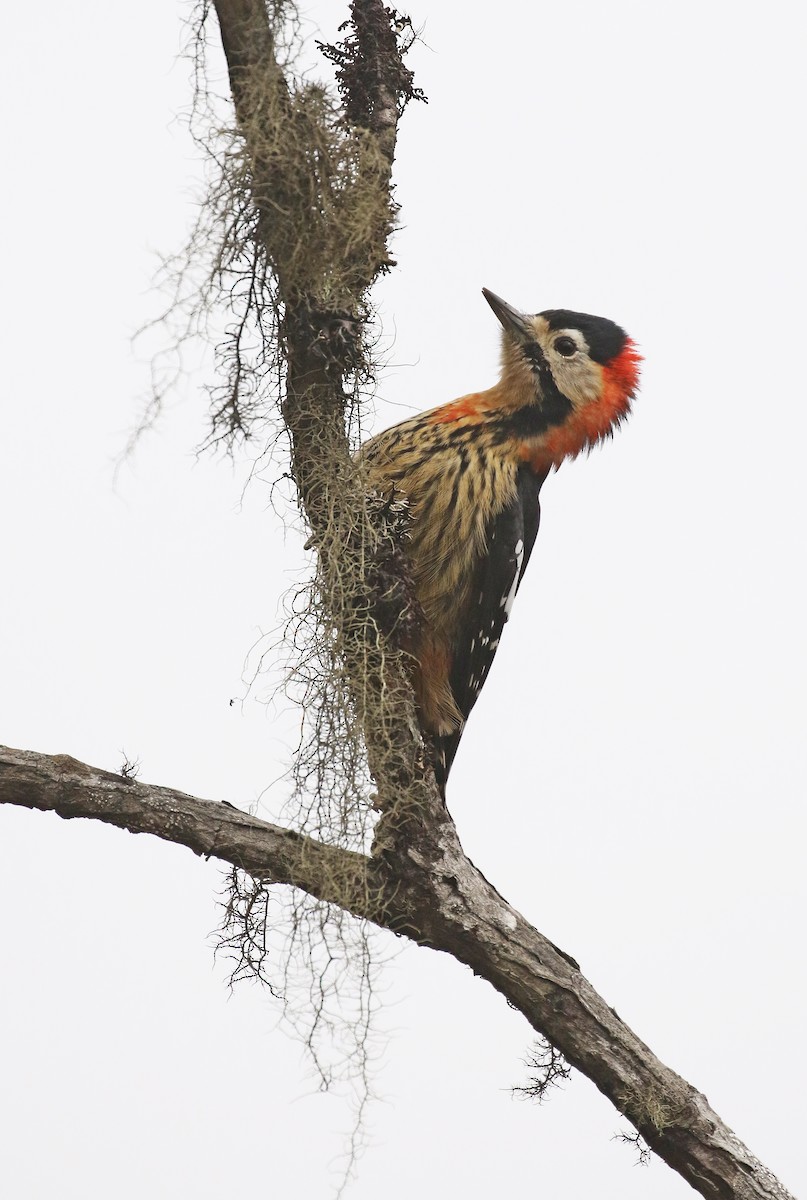 Crimson-naped Woodpecker - Frank Thierfelder