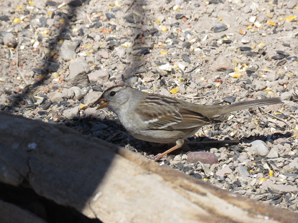White-crowned Sparrow - ML143900451