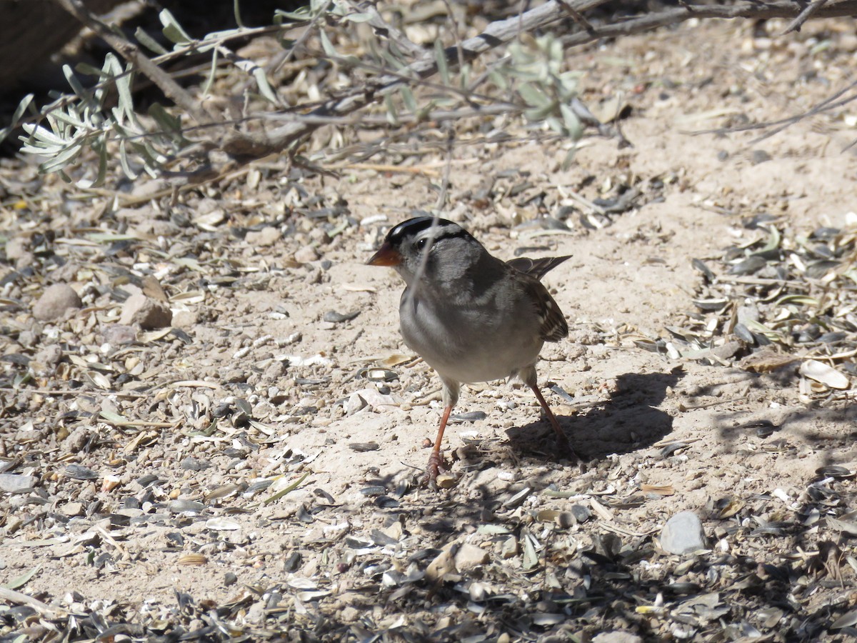 White-crowned Sparrow - ML143900461