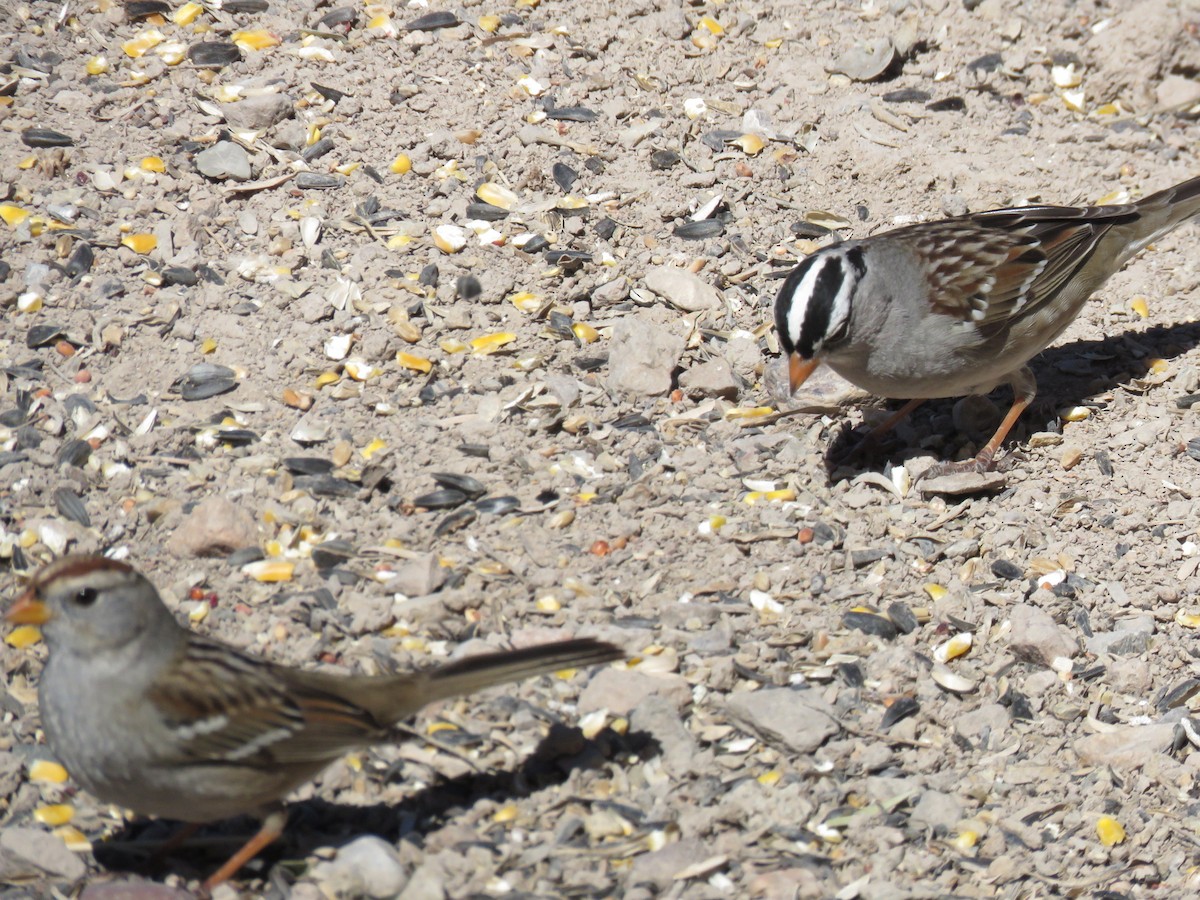 White-crowned Sparrow - ML143900471