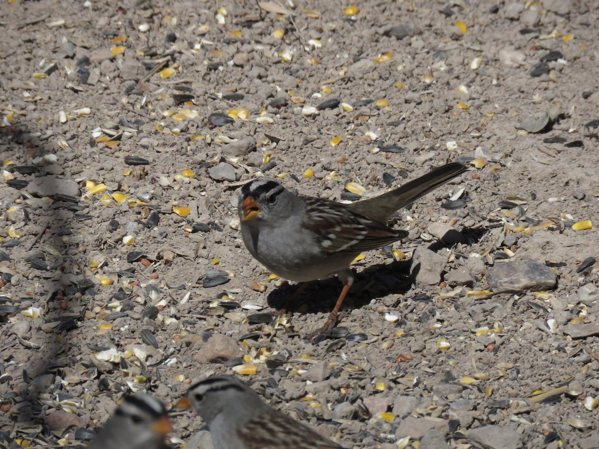 White-crowned Sparrow - ML143900481