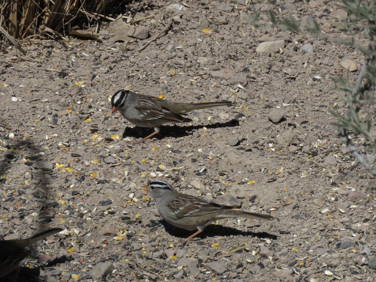 White-crowned Sparrow - ML143900491