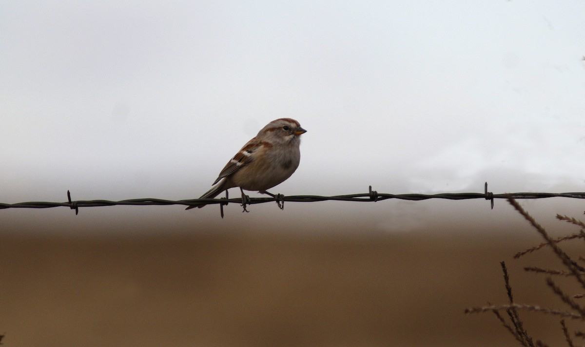 American Tree Sparrow - Bill Maynard