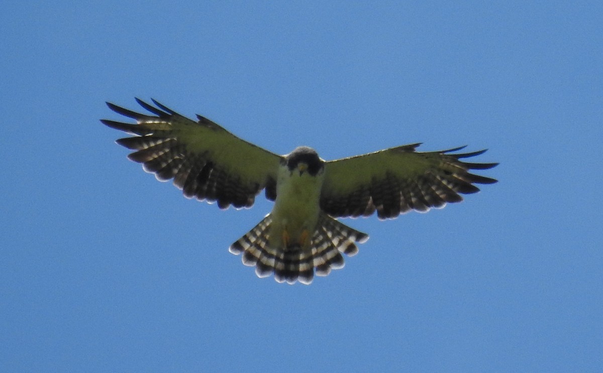 Short-tailed Hawk - Jon Iratzagorria Garay