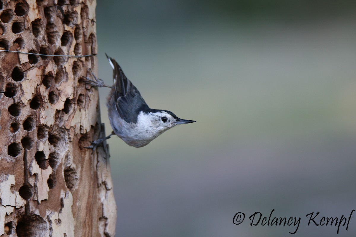 White-breasted Nuthatch (Interior West) - Delaney Kempf