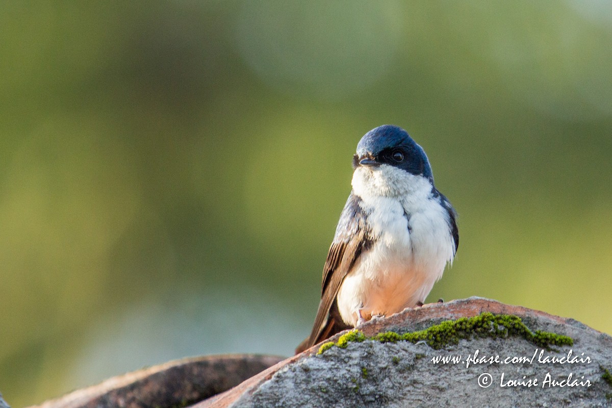 Blue-and-white Swallow - Louise Auclair