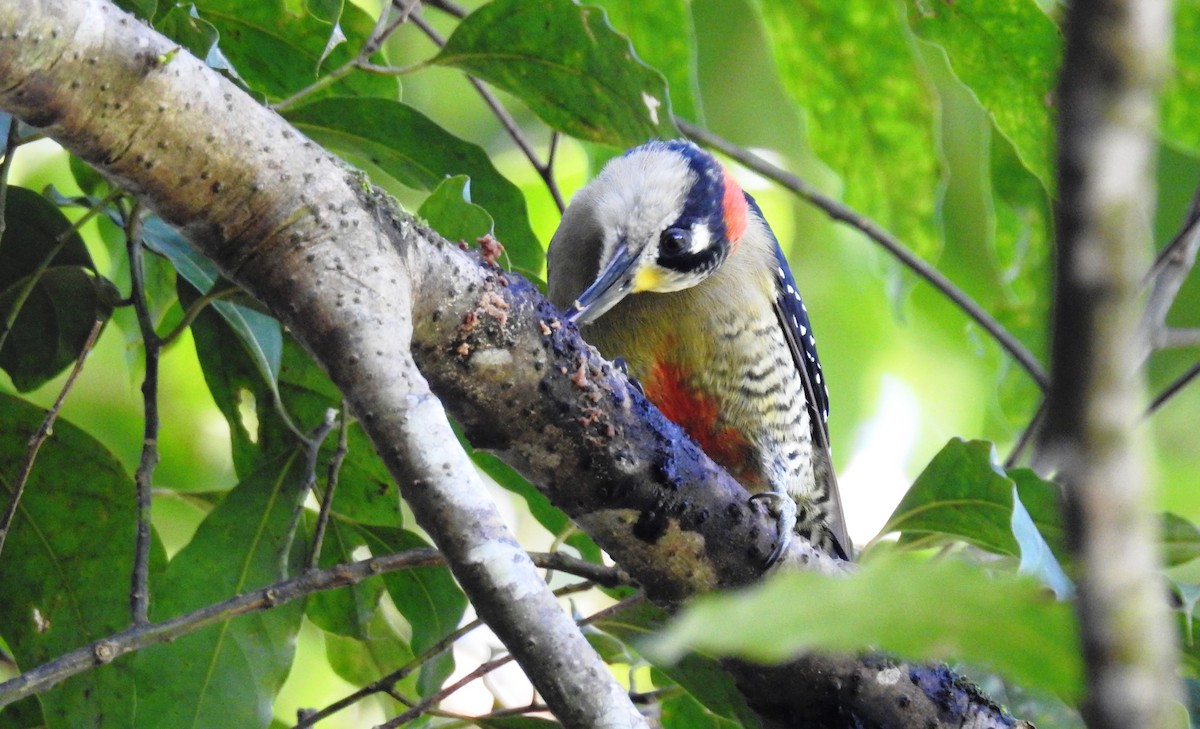 Black-cheeked Woodpecker - Jon Iratzagorria Garay