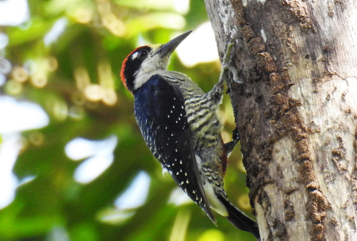 Black-cheeked Woodpecker - ML143913991