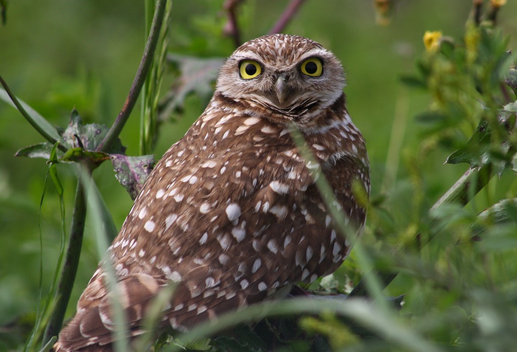 Burrowing Owl - Richard Brittain