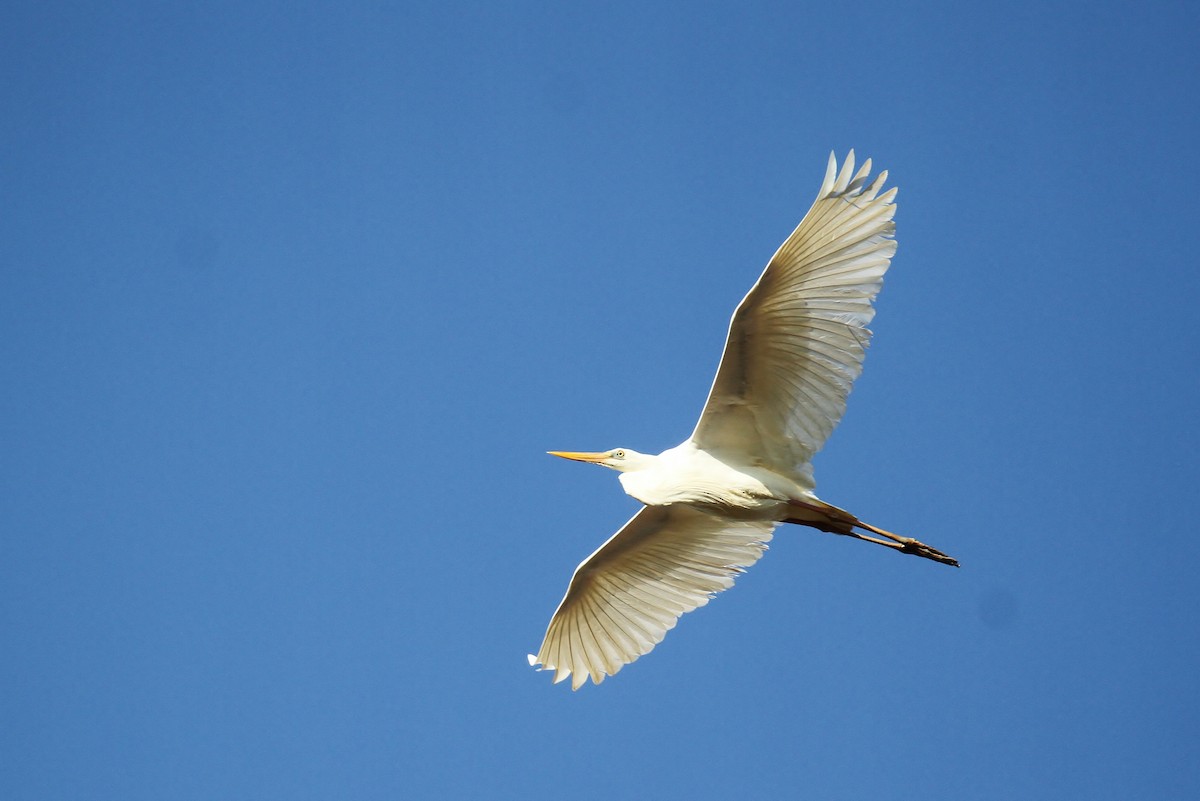 Great Blue Heron (Great White) - Alex Lamoreaux