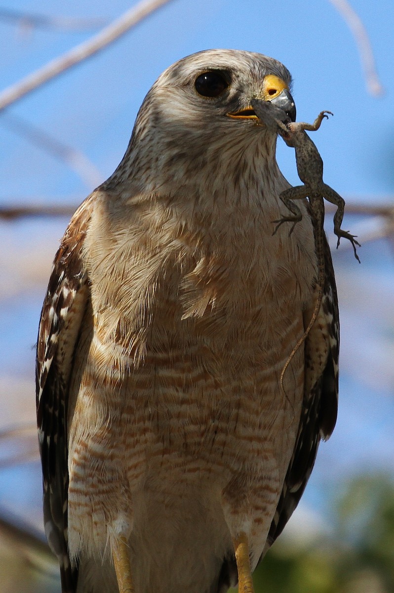 Red-shouldered Hawk (extimus) - Alex Lamoreaux